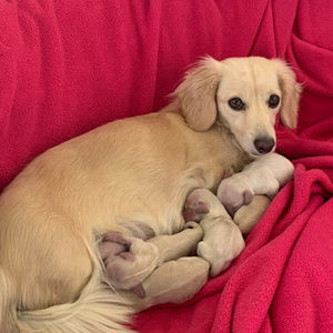 Meet your Posher, Gretchen